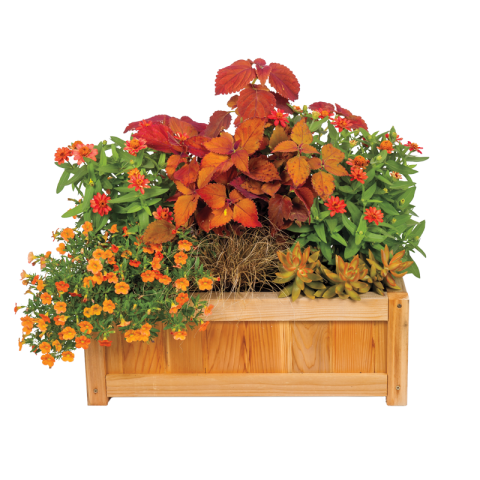 Nine Reasons to Try Container Gardening