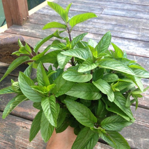 Gulping the Harvest: Making Garden Syrup with Herbs