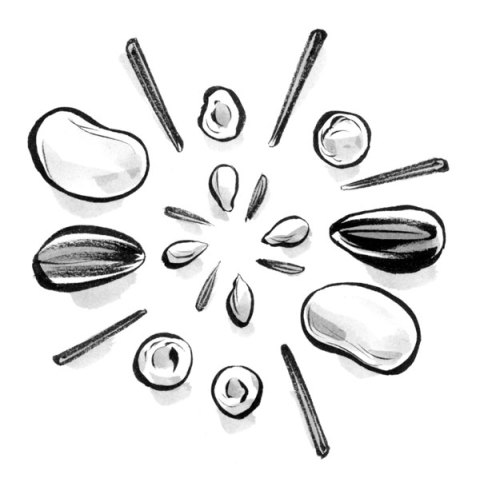 What Do the Abbreviations on Seed Packets Mean