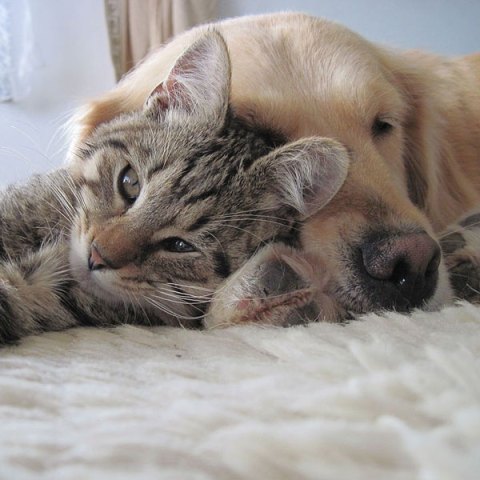 make-your-own-natural-flea-tick-control-powders-for-dogs-and-cats